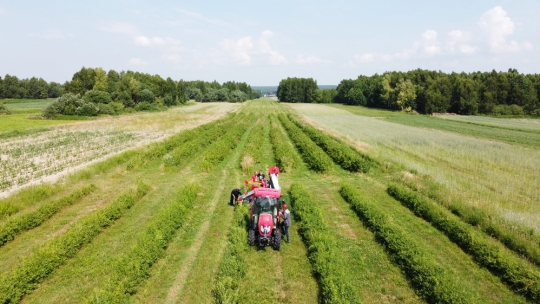 haskap-harvest JOANNA-5