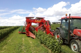 berry-harvester VICTOR-Z (1)