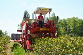 berry-harvester VICTOR