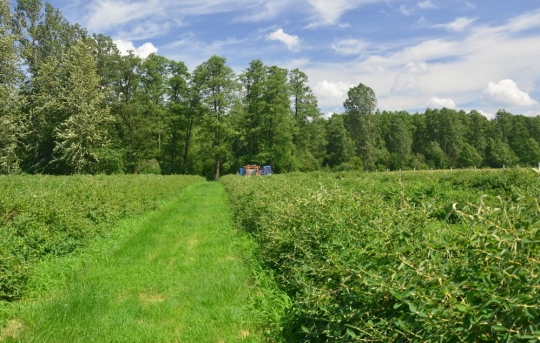 haskap-plantation