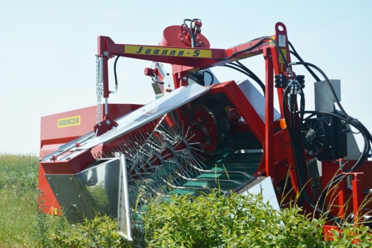 haskap-harvest with JOANNA-5 (2)